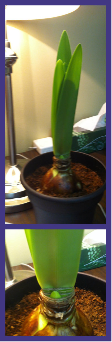Espy, the amaryllis we have adopted to inspire us with hope is growing well and has started a floral bud at Bergen and Associates Counselling in Winnipeg manitoba
